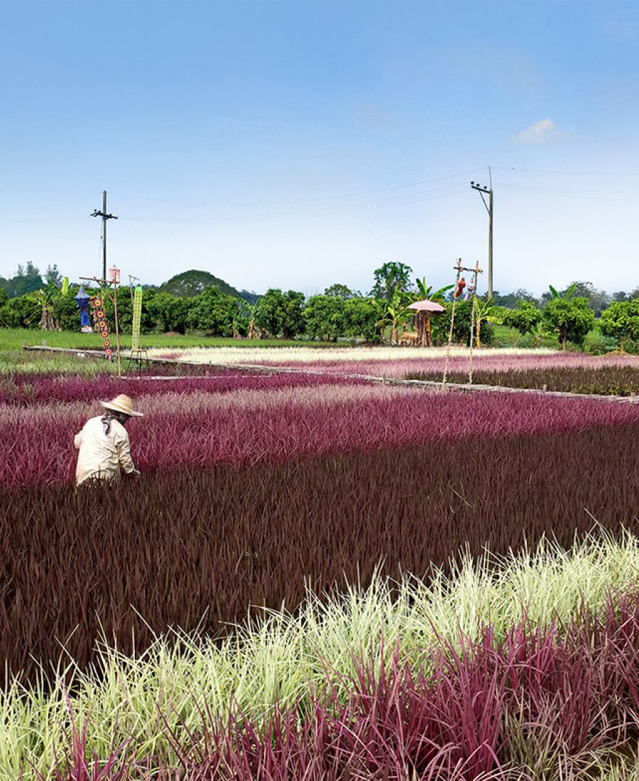 Rainbow rice  A paradigm shift in future foods