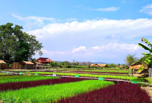 14 กุมภาพันธ์ 2565  Rainbow Rice (ข้าวสรรพสี) บ้านซาง แม่ริม จ.เชียงใหม่ เปิดให้เข้าชม
