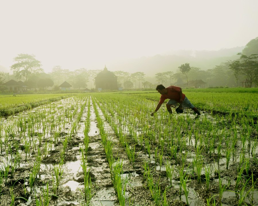 Vietnam Overtakes Thailand, Rising to World No. 2 Rice Exporter