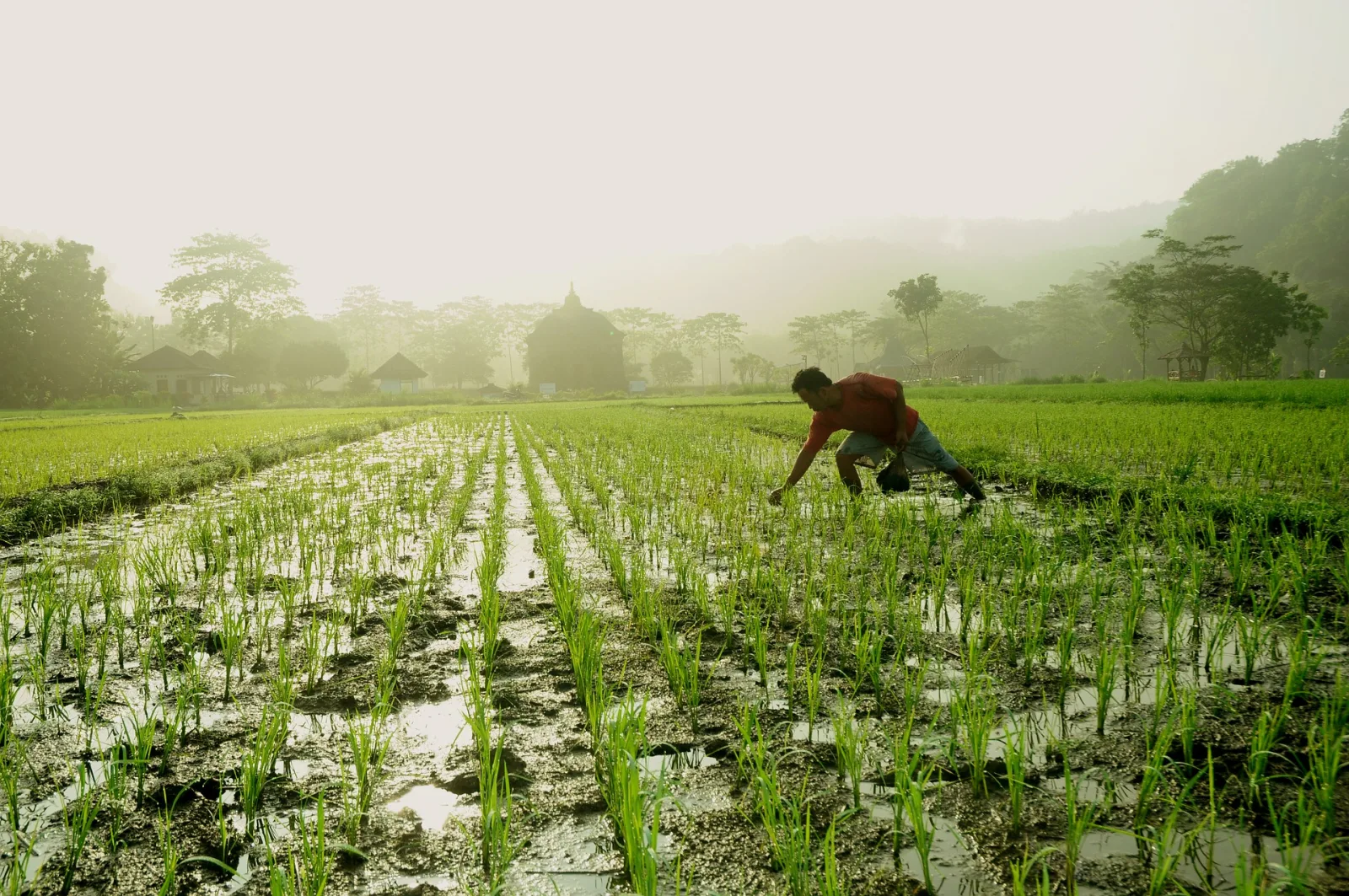 Lessons from Riceberry Create a New Generation of Farmers: Farmers in the Online Era