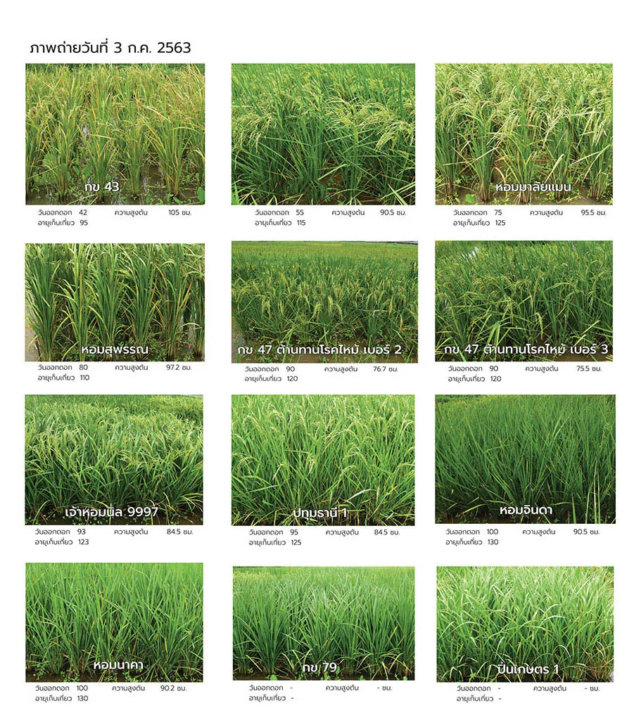 Yield Testing of Newly Improved Soft White Rice and Glutinous Rice Lines