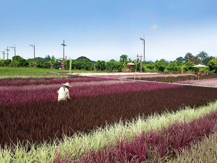 Rainbow rice  A paradigm shift in future foods