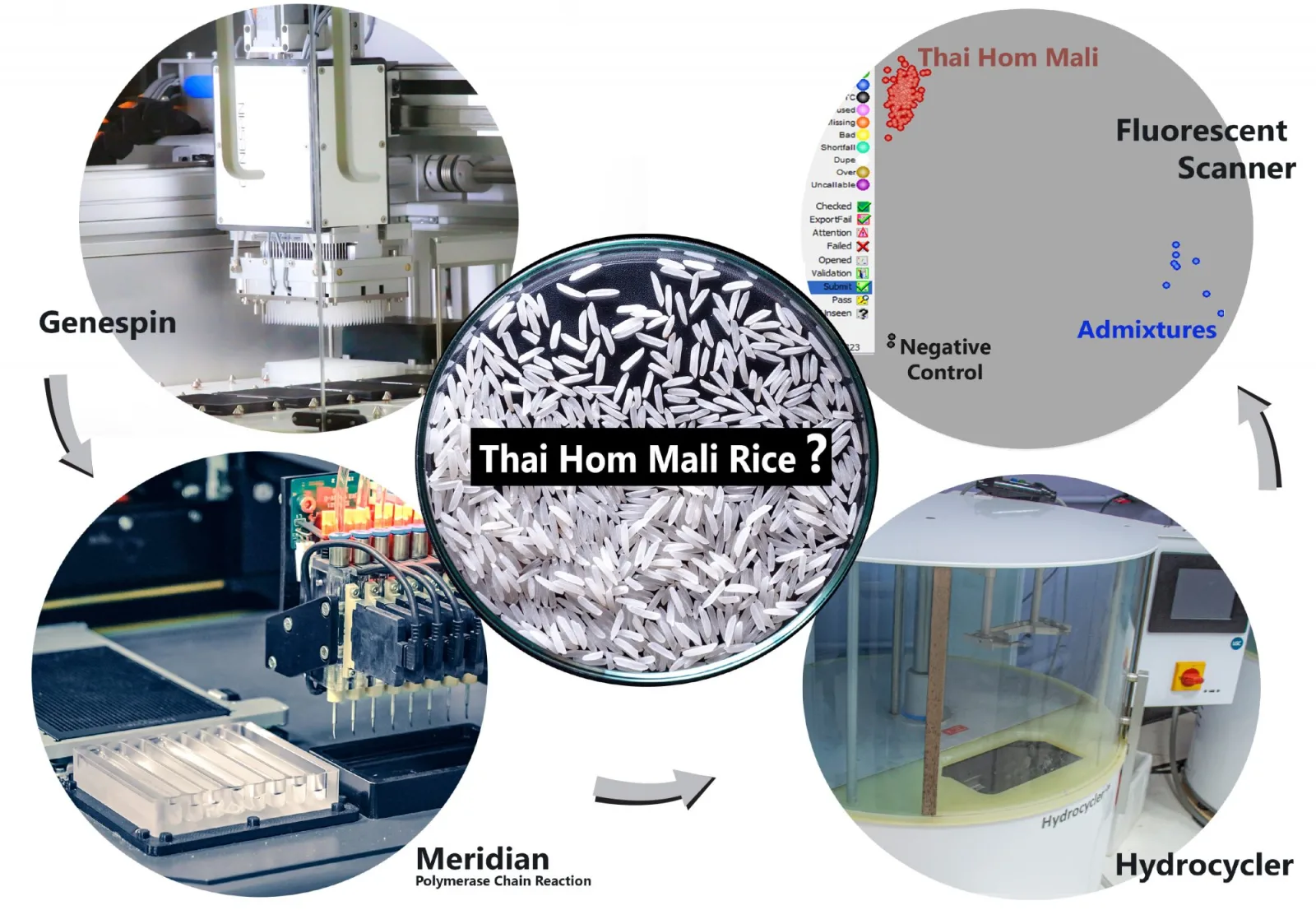 How DNA technology helps control the premium quality of Thai Hom Mali Rice