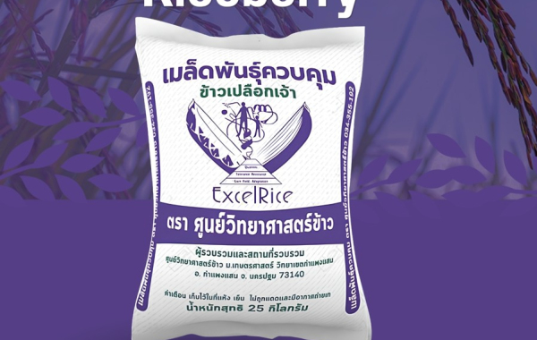 วิธีการปลูกข้าวไรซ์เบอร์รี่ ระบบเกษตรอินทรีย์