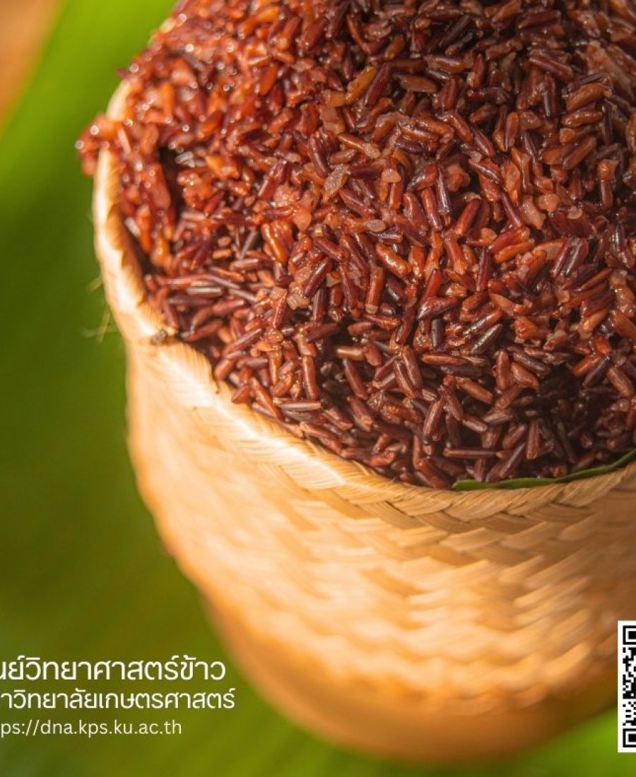 Redberry Rice