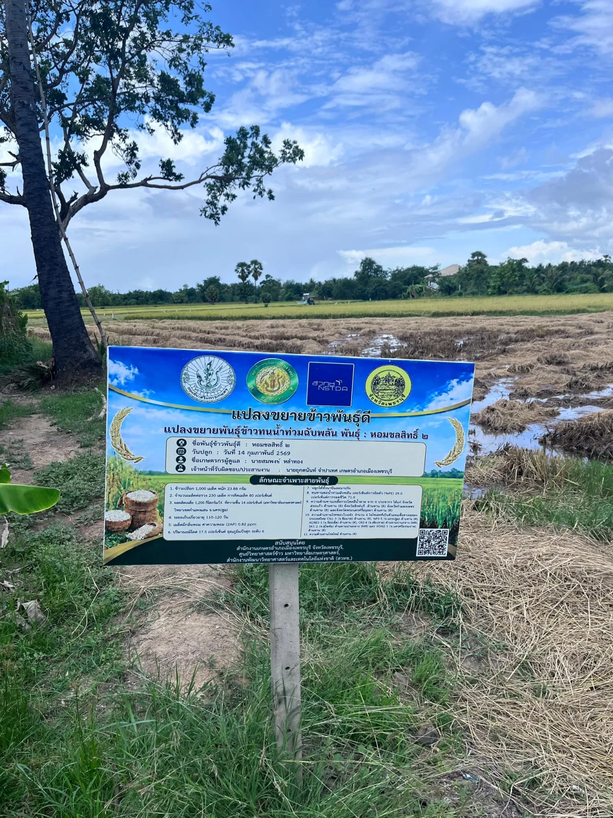 Rice Science Center, KU – BIOTEC, NSTDA Visit Phetchaburi to Follow Up on Salt-Tolerant Rice, Aiming to Raise Farmer Income in Areas at Risk of Seawater Intrusion