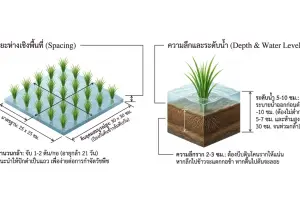 วิธีการปลูกข้าวไรซ์เบอร์รี่ ระบบเกษตรอินทรีย์