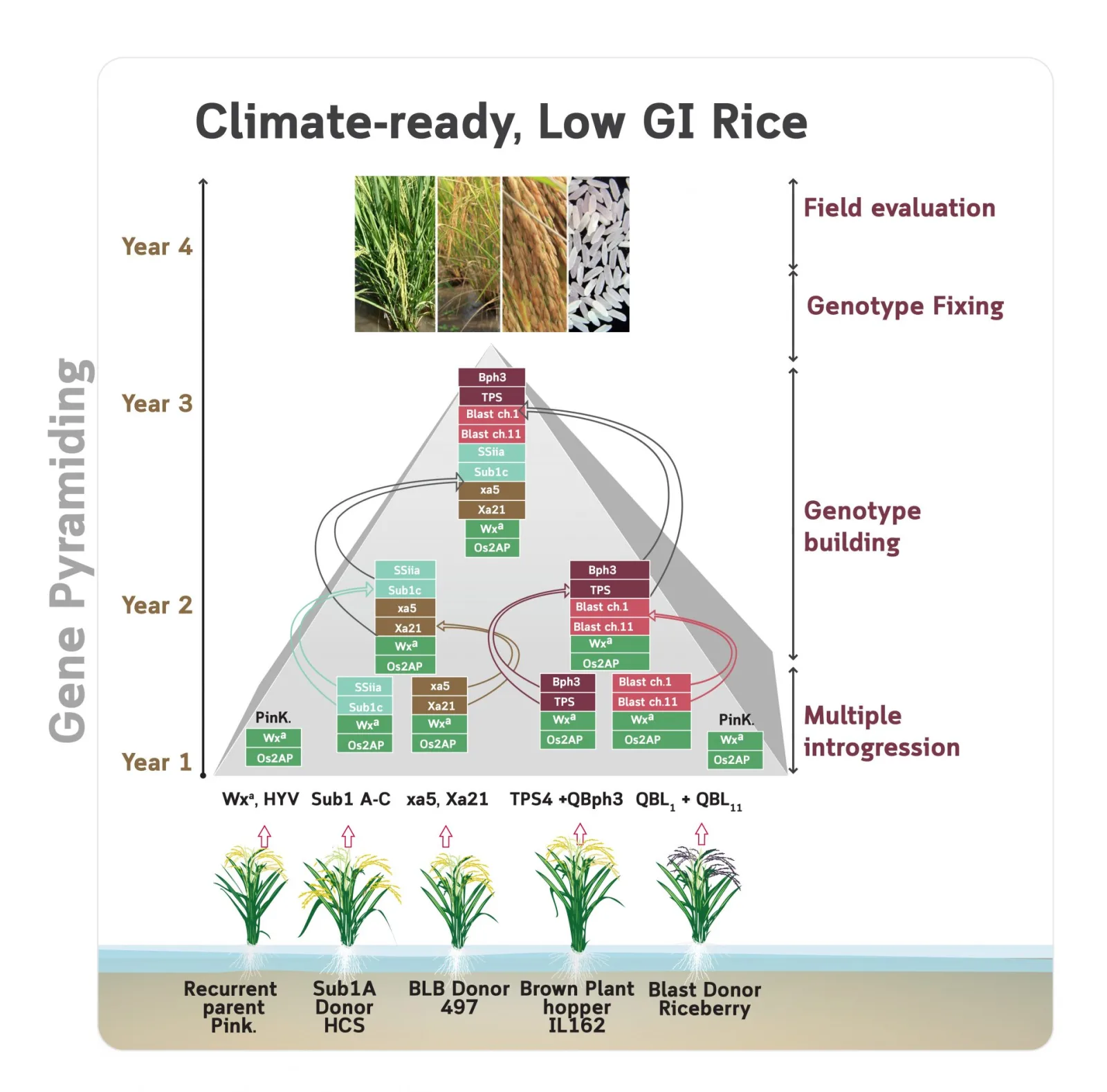 The hard solution to develop low glycemic rice for diabetes
