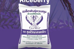 วิธีการปลูกข้าวไรซ์เบอร์รี่ ระบบเกษตรอินทรีย์