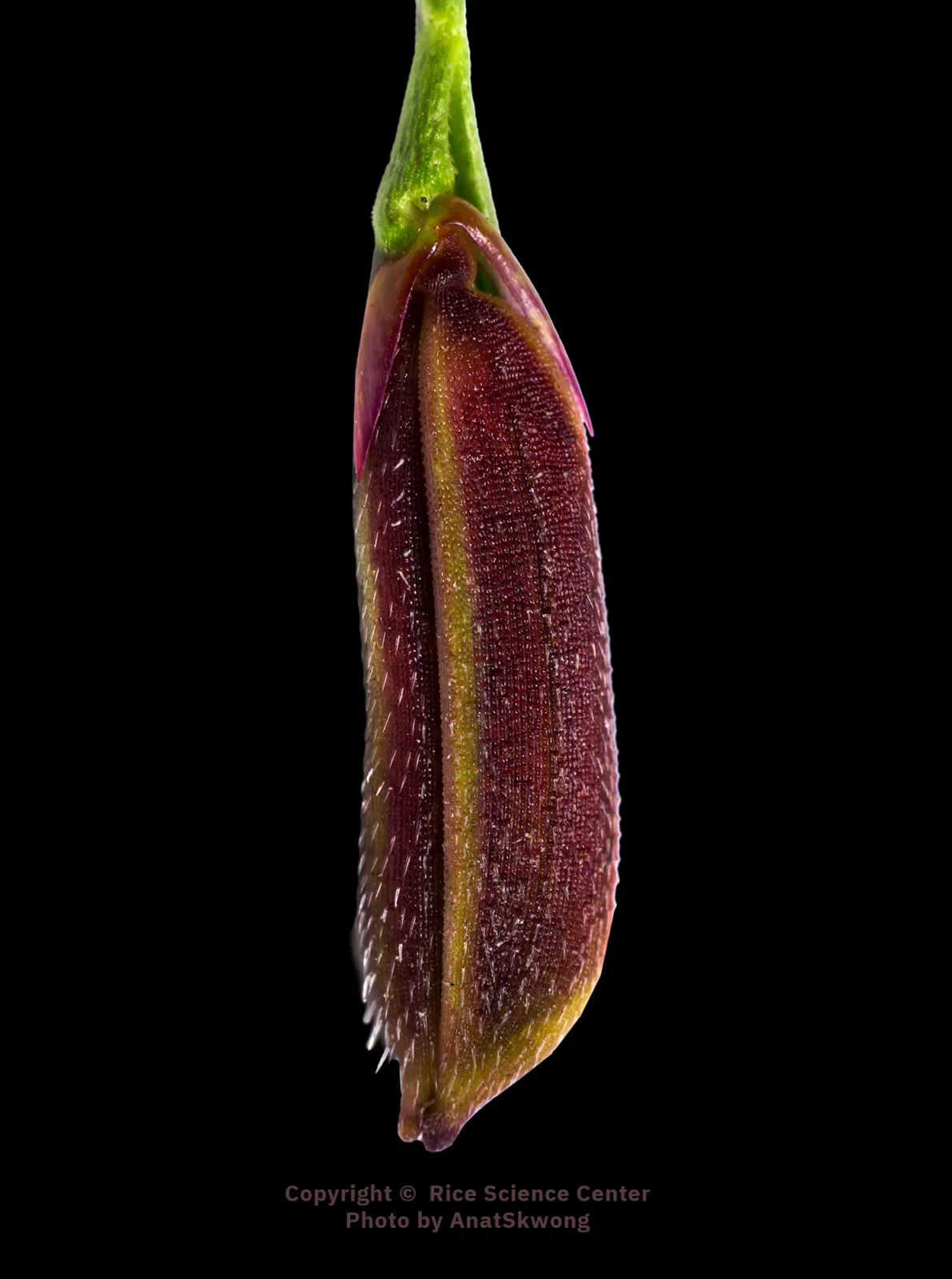 Emerging Riceberry Rice - eBook February 3, 2022