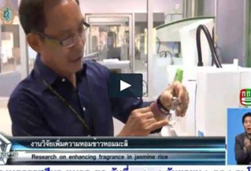 งานวิจัยความหอมข้าวหอมมะลิ