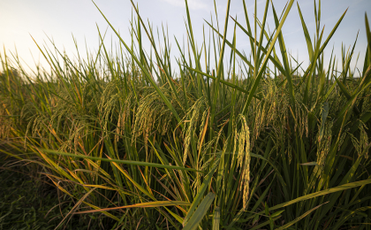 Tailor-made climate-ready and nutrient-dense rice