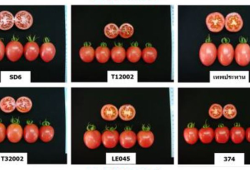 Marker-Assisted Selection (MAS) in Tomato Breeding