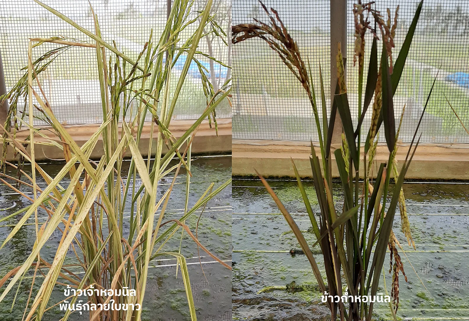 Hom Nin Non-Glutinous Mutant Rice