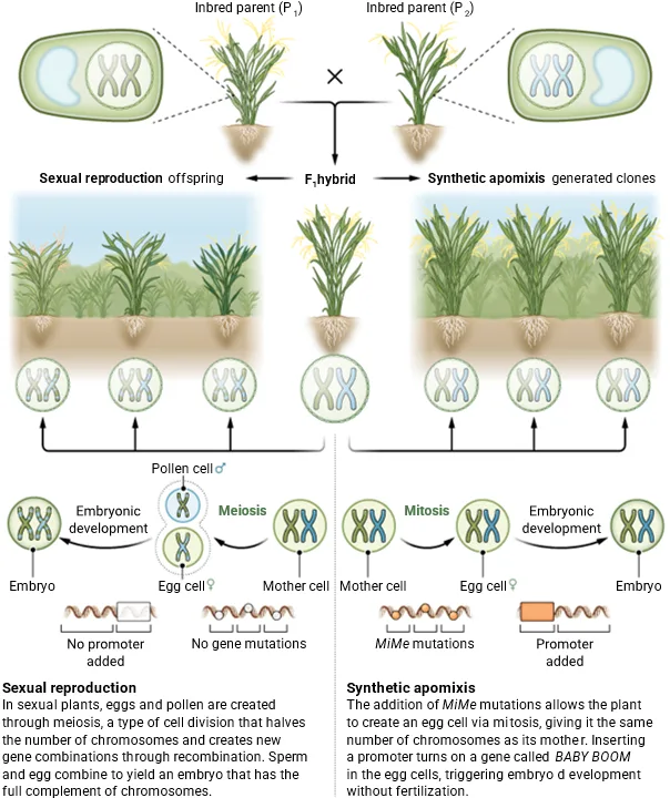 “Hybrid Rice”: Game-Changer of Rices