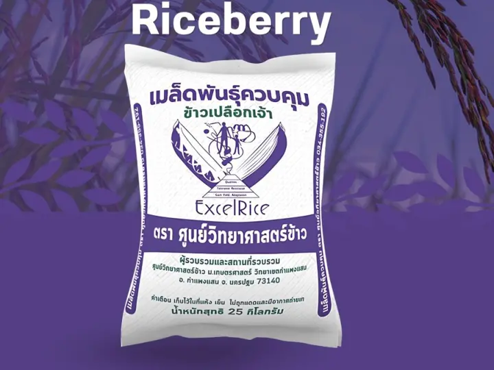วิธีการปลูกข้าวไรซ์เบอร์รี่ ระบบเกษตรอินทรีย์