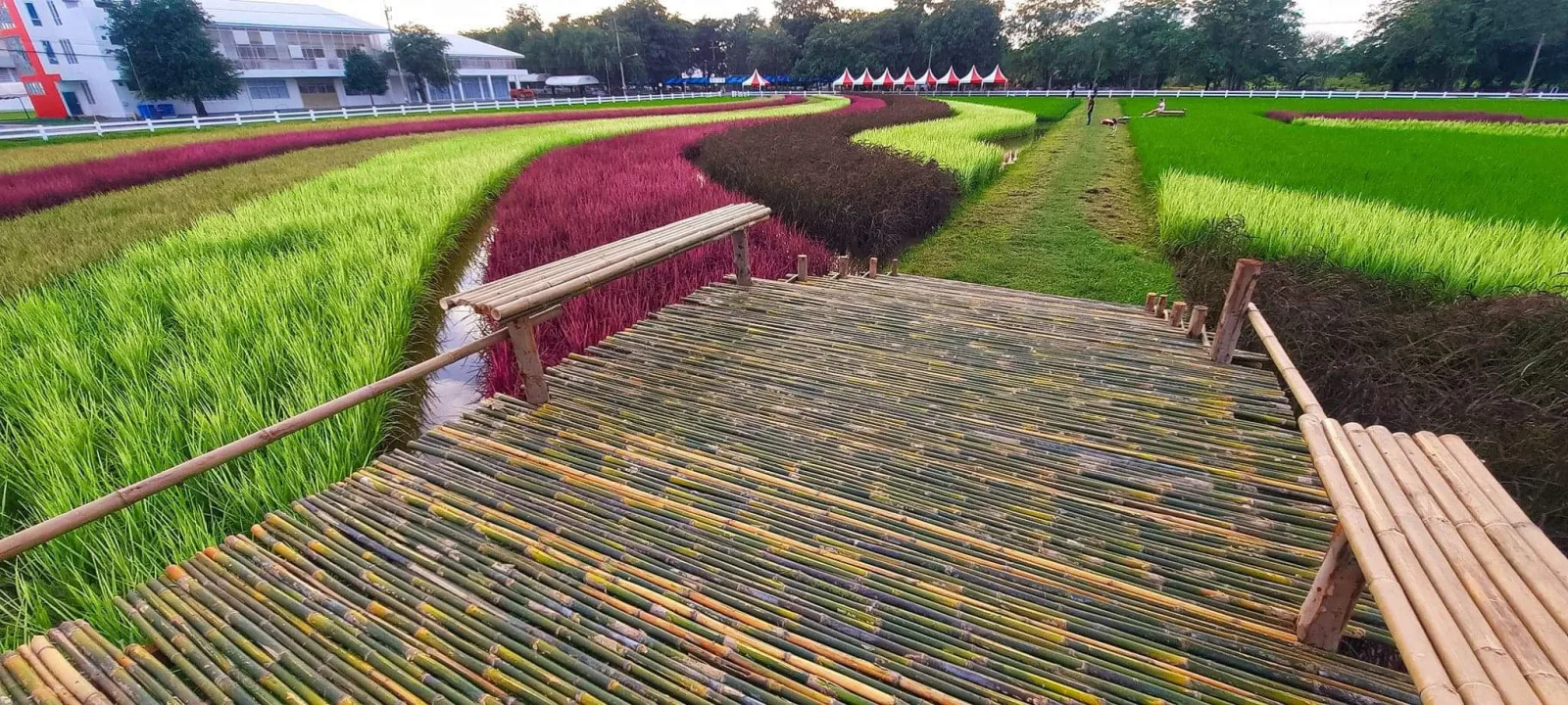 Rainbow Rice: Many Benefits