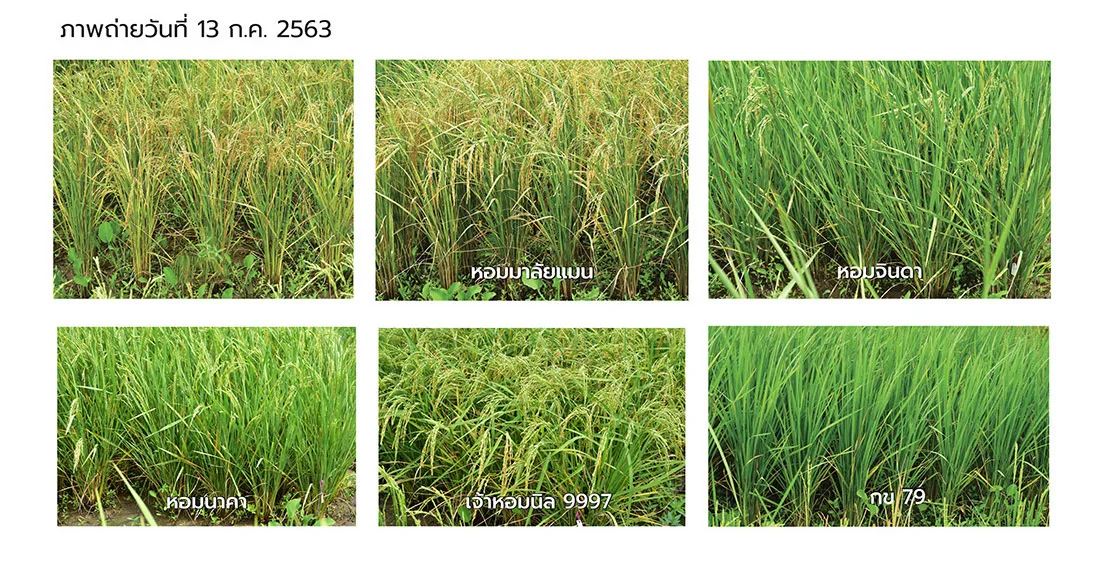 Yield Testing of Newly Improved Soft White Rice and Glutinous Rice Lines