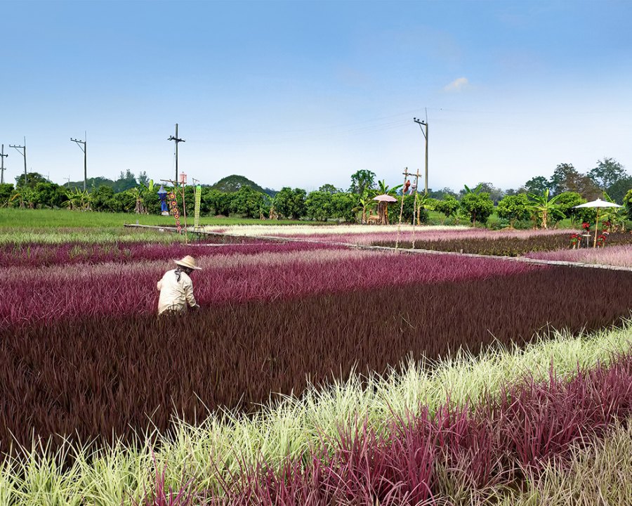 Rainbow rice  A paradigm shift in future foods