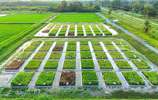 นวัตกรรมการผลิตข้าวขนาดใหญ่ที่มีผลิตภาพสูงแบบ "ลด 4 เพิ่ม 4"