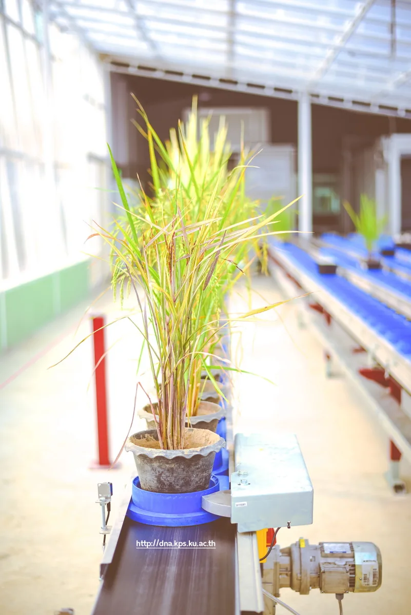 Establishment of a Rapid Plant Phenotyping Laboratory