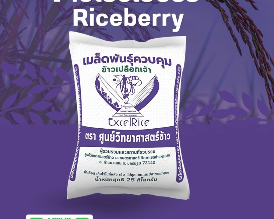 How to Grow Riceberry Rice in an Organic Farming System
