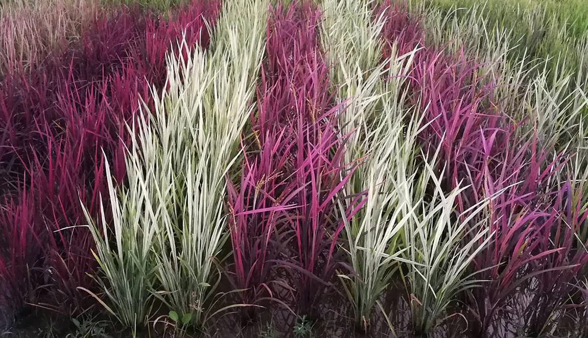 Tailor-made climate-ready and nutrient-dense rice