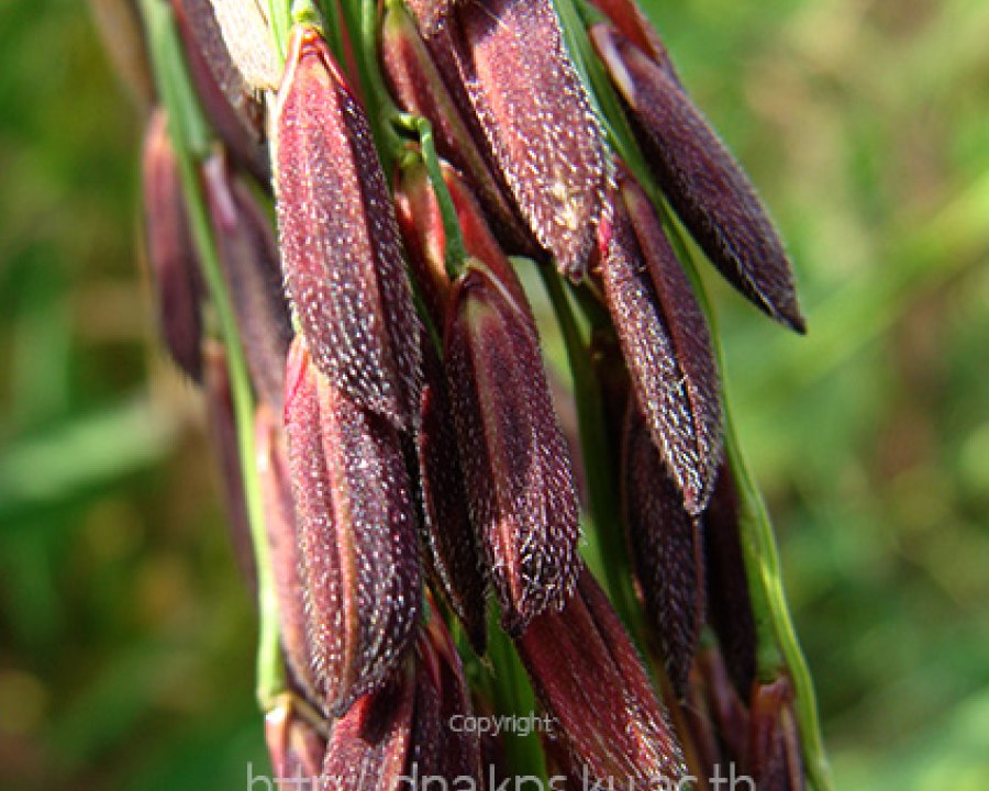 Riceberry