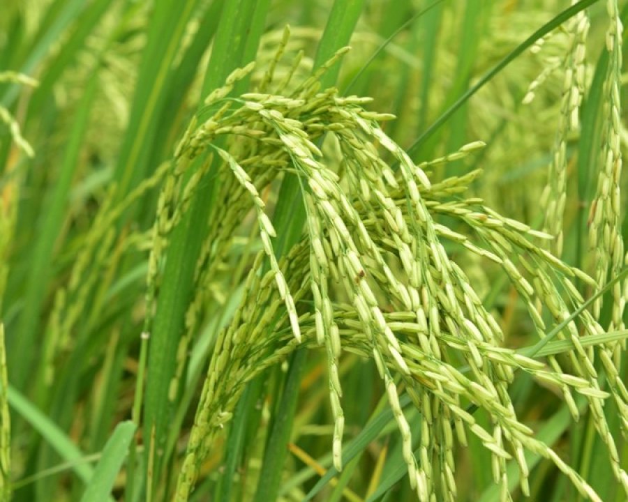 Recruitment: Research Assistants, 2 Positions, Plant Breeding