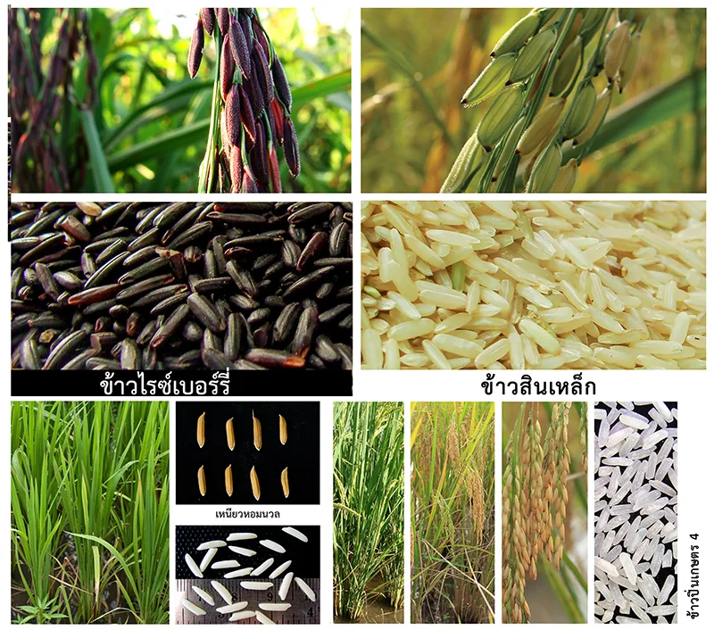 Outstanding Achievements of the Rice Science Center