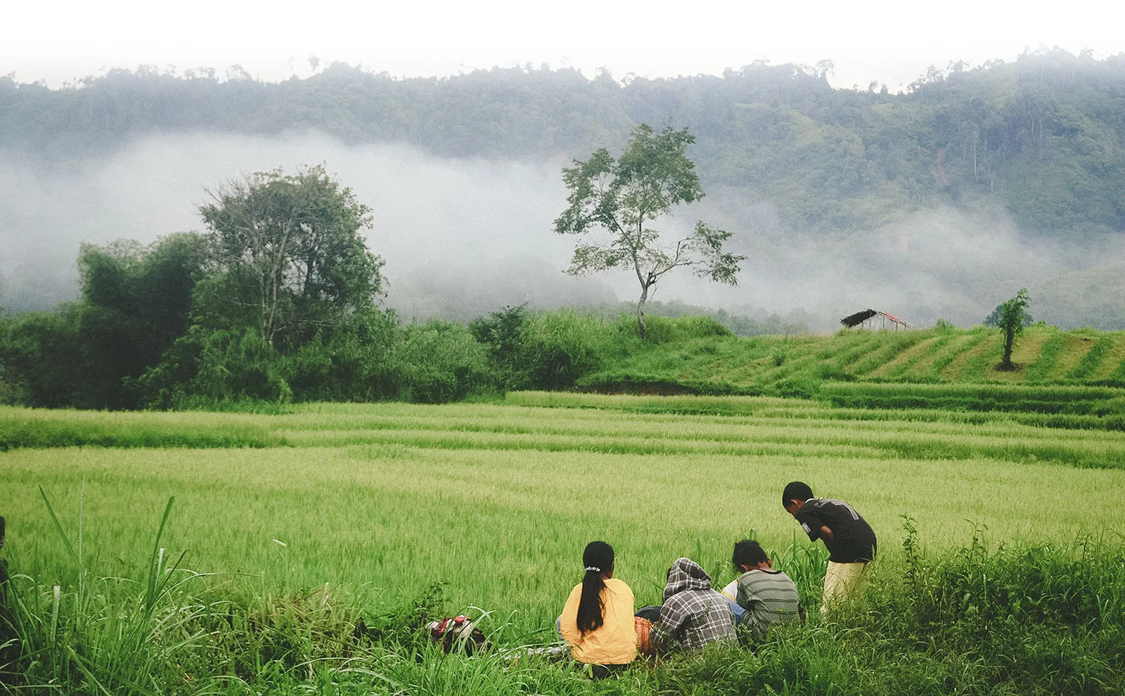Climate-Ready Rice Varieties with High Nutritional Value