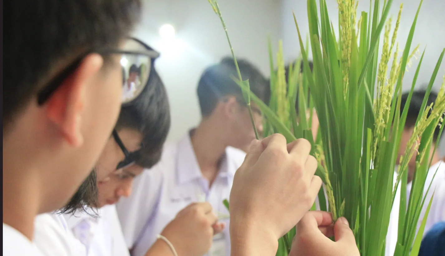 SCiUS Camp Learning Agricultural Technology at the Rice Science Center
