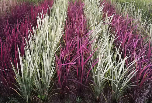 นาข้าวสรรพสี นำไปทดลองปลูกเพื่องานวิจัย จ.เชียงใหม่