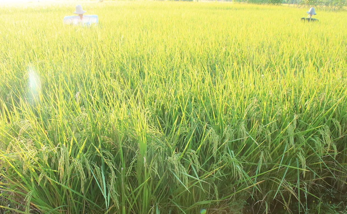 Hom Jinda Rice