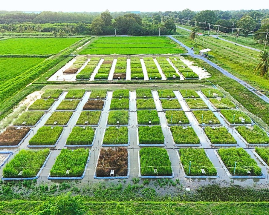 Innovation in Large-Scale High-Productivity Rice Production: the "Reduce 4, Increase 4" Model