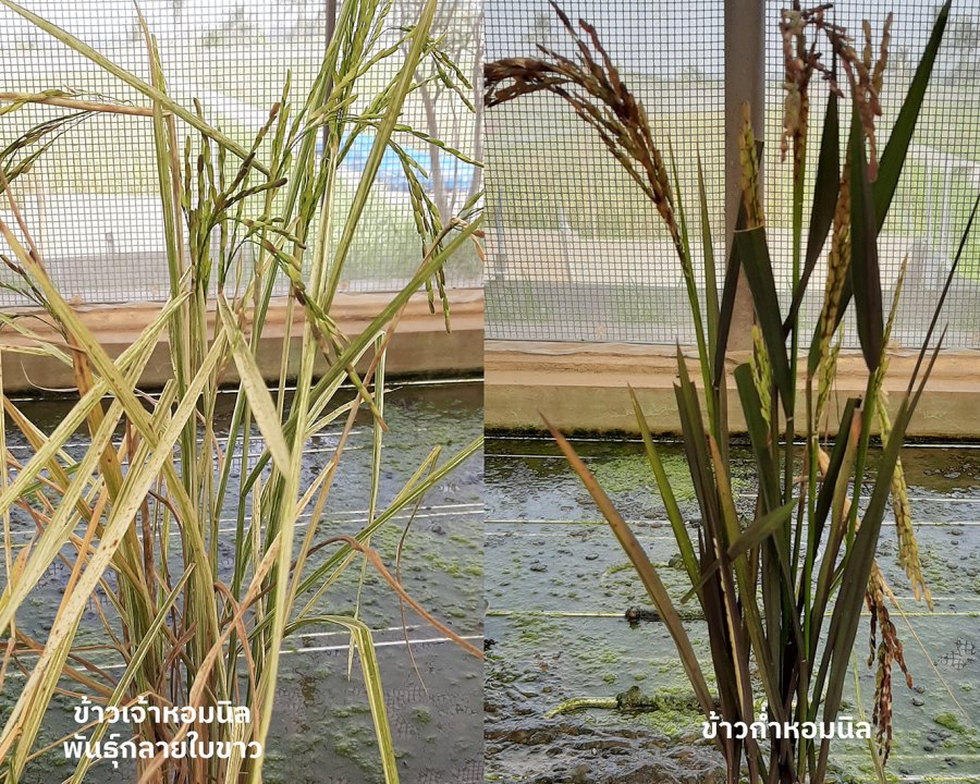 Hom Nin Non-Glutinous Mutant Rice