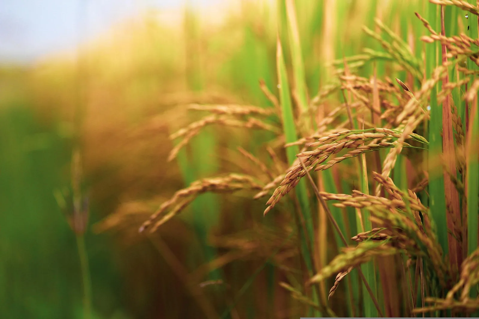 The next green revolution of organic rice