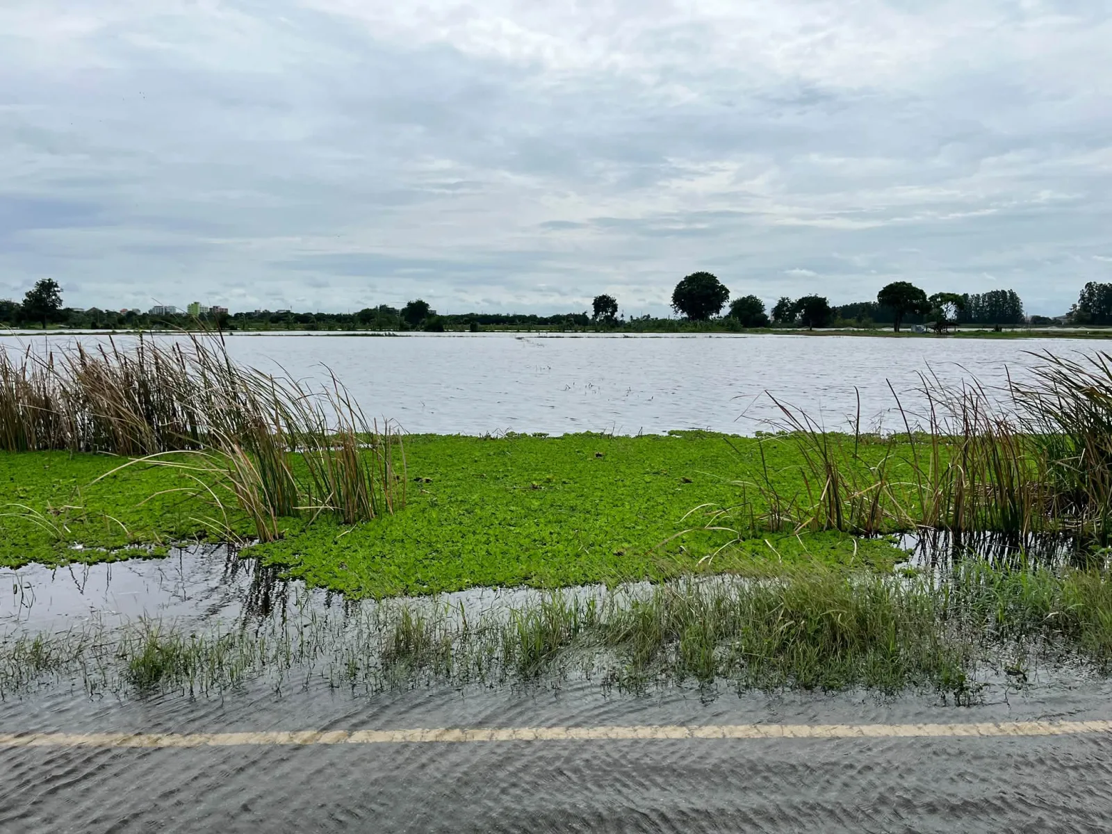 Rice Paddies After Rain Are Always Fresh and Bright