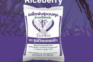 วิธีการปลูกข้าวไรซ์เบอร์รี่ ระบบเกษตรอินทรีย์