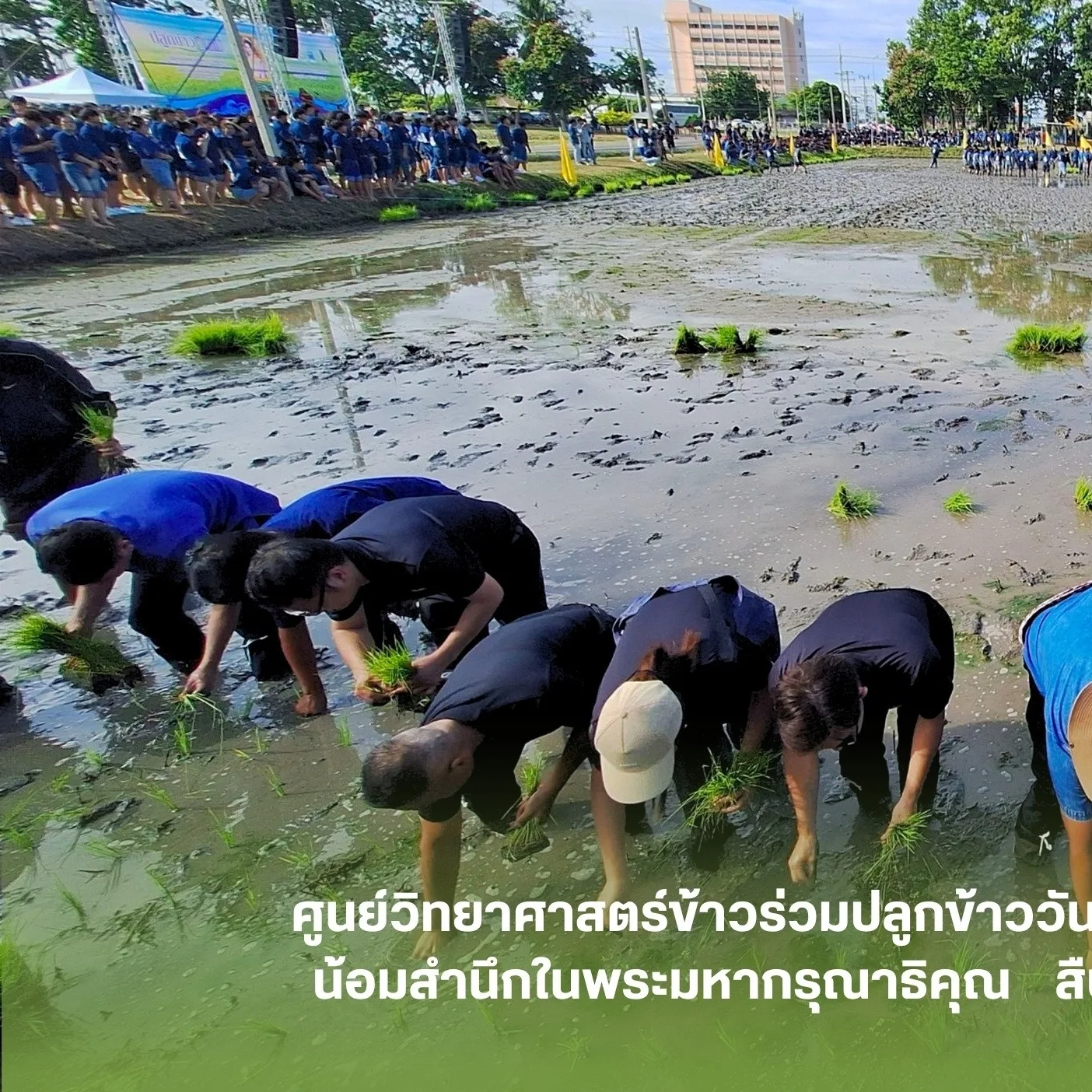 ศูนย์วิทยาศาสตร์ข้าว มก. ร่วมปลูกข้าววันแม่แห่งชาติ 2569 เพื่อร่วมรำลึกและน้อมสำนึกในพระมหากรุณาธิคุณ   สืบสานประเพณี วิถีชีวิตชาวนาไทย