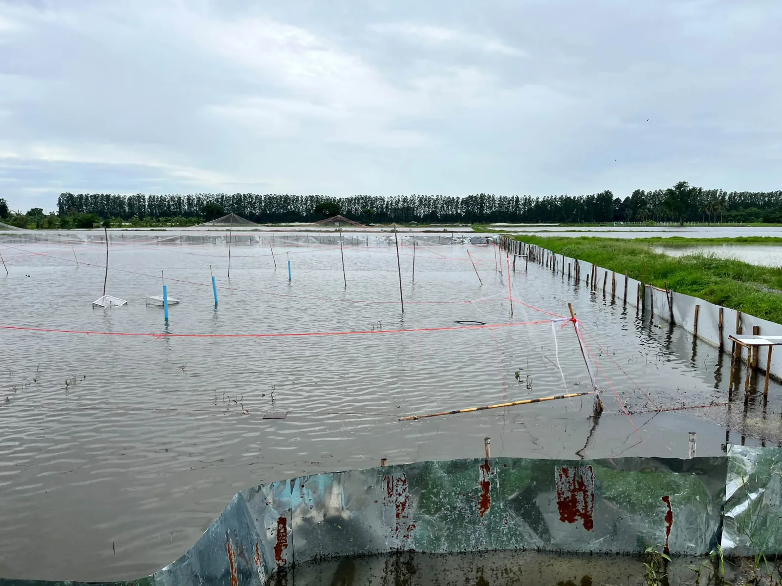 Rice Paddies After Rain Are Always Fresh and Bright