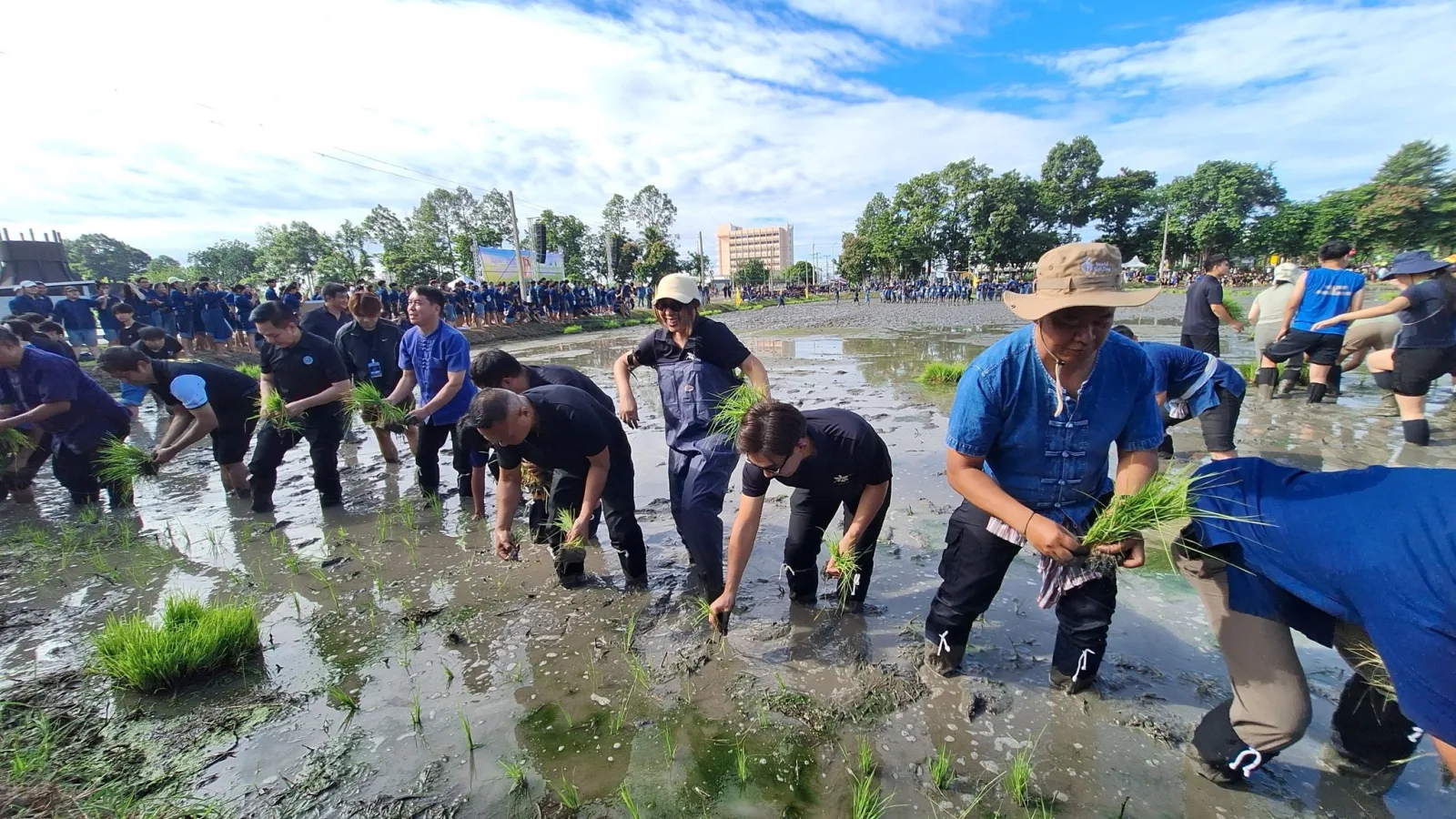 ศูนย์วิทยาศาสตร์ข้าว มก. ร่วมปลูกข้าววันแม่แห่งชาติ 2569 เพื่อร่วมรำลึกและน้อมสำนึกในพระมหากรุณาธิคุณ   สืบสานประเพณี วิถีชีวิตชาวนาไทย