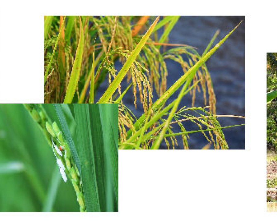 Thai Rice Foundation Organizes an International Photo Contest