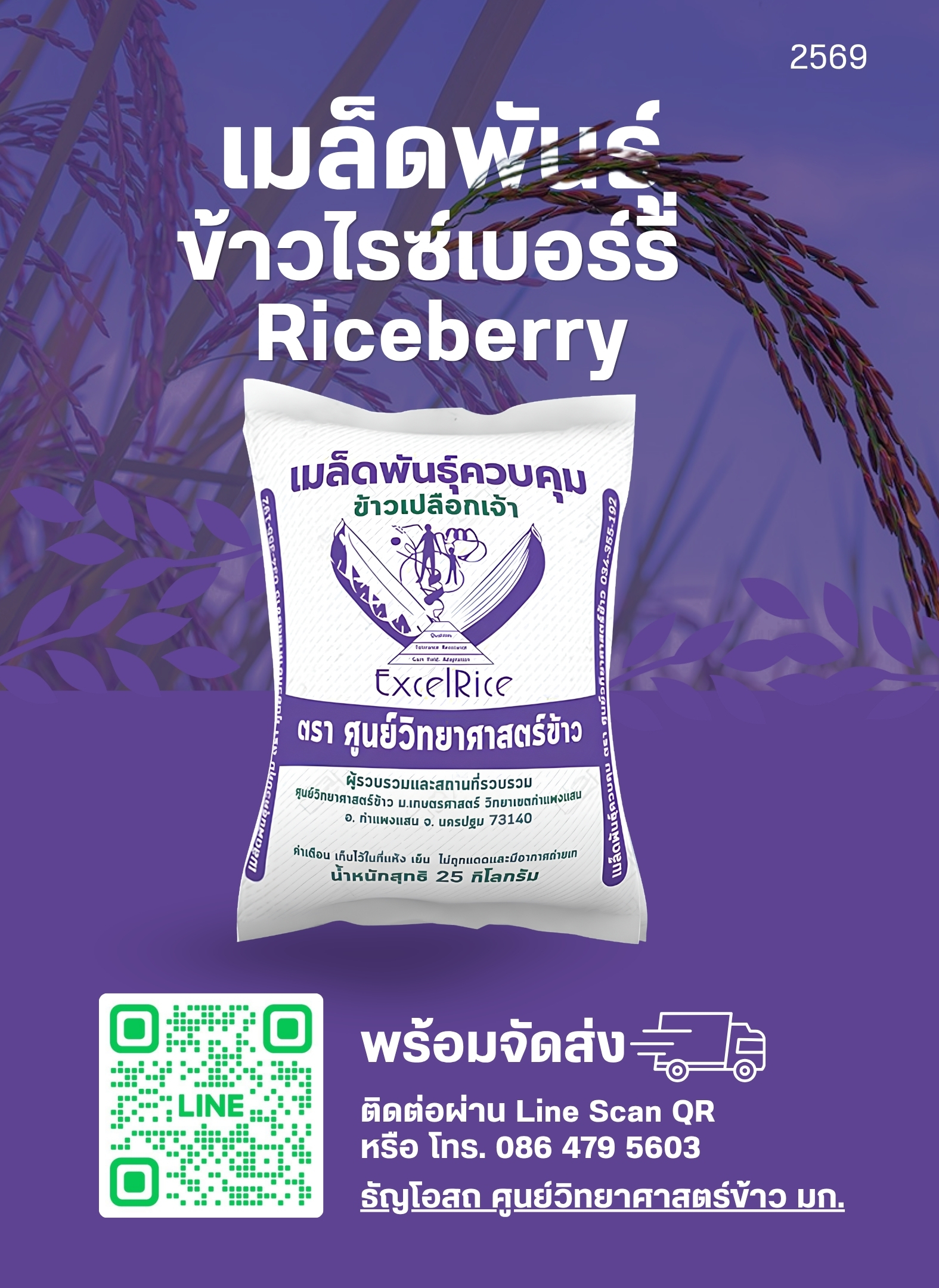 เมล็ดพันธุ์ข้าวไรซ์เบอร์รี่  (2569) พร้อมจัดส่ง