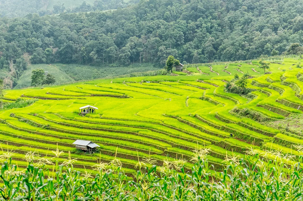Rainbow Rice: the New Concept of Rice-for-Wellbeing in 2050