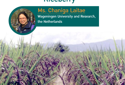 Rethinking the role of research in impact pathway: Evidence from Riceberry program