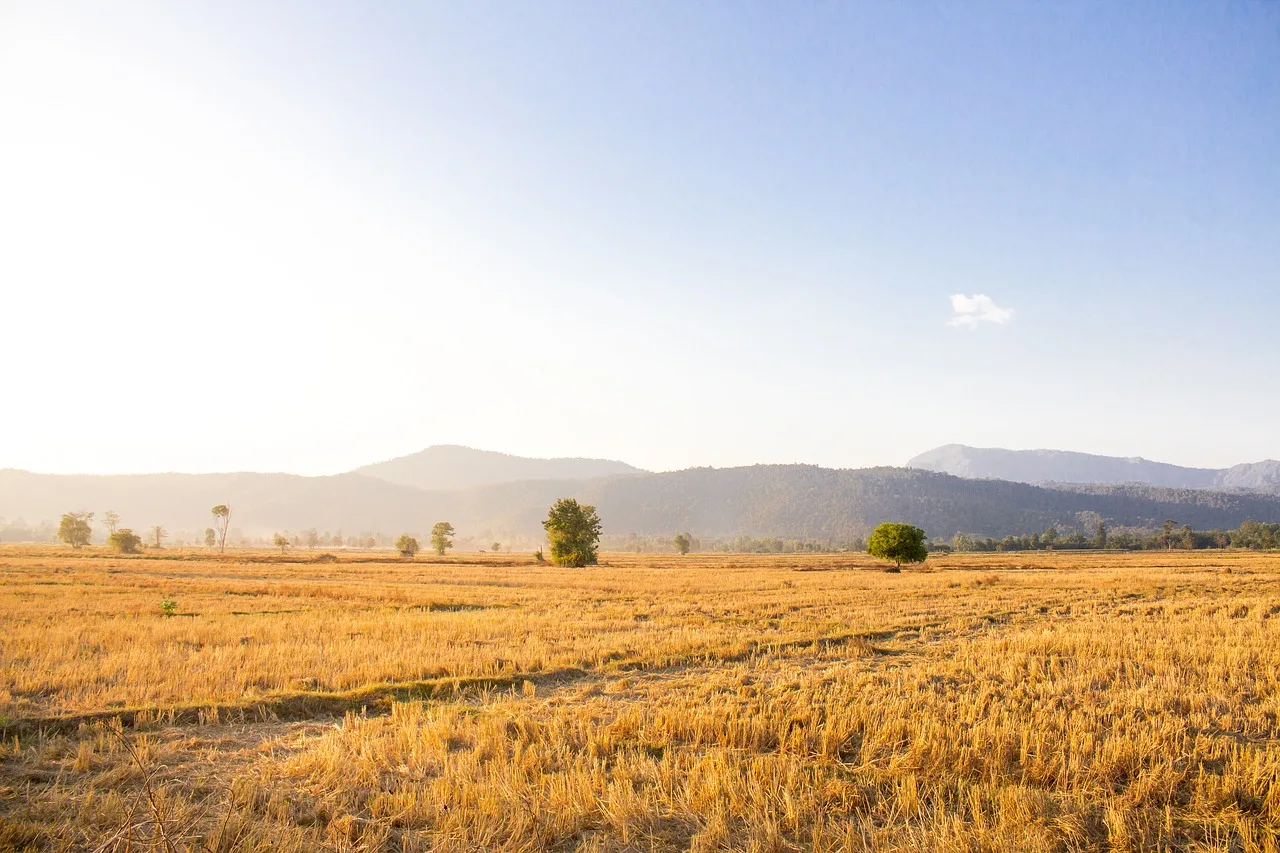 How DNA technology helps control the premium quality of Thai Hom Mali Rice