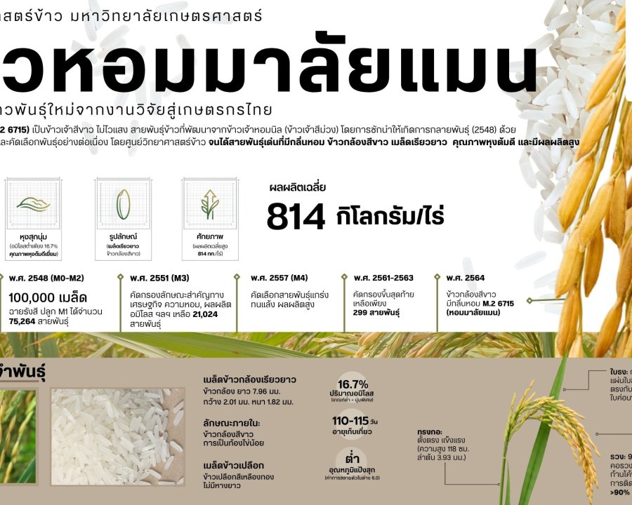 Hom Malai Man Rice #M.2 7615