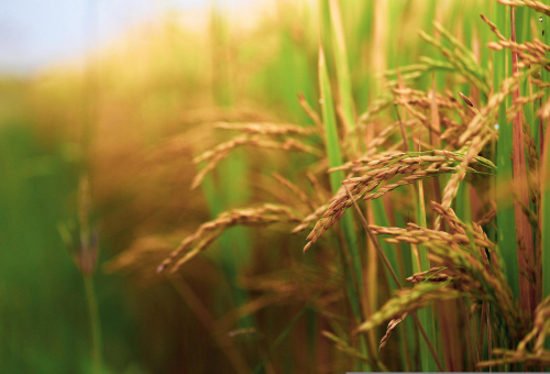 The next green revolution of organic rice
