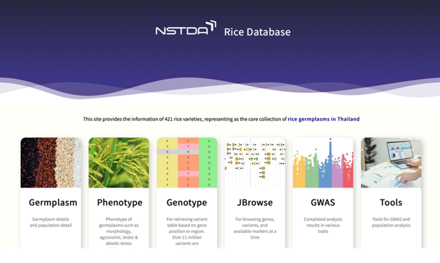 Rice database screens: germplasm, phenotype and genotype